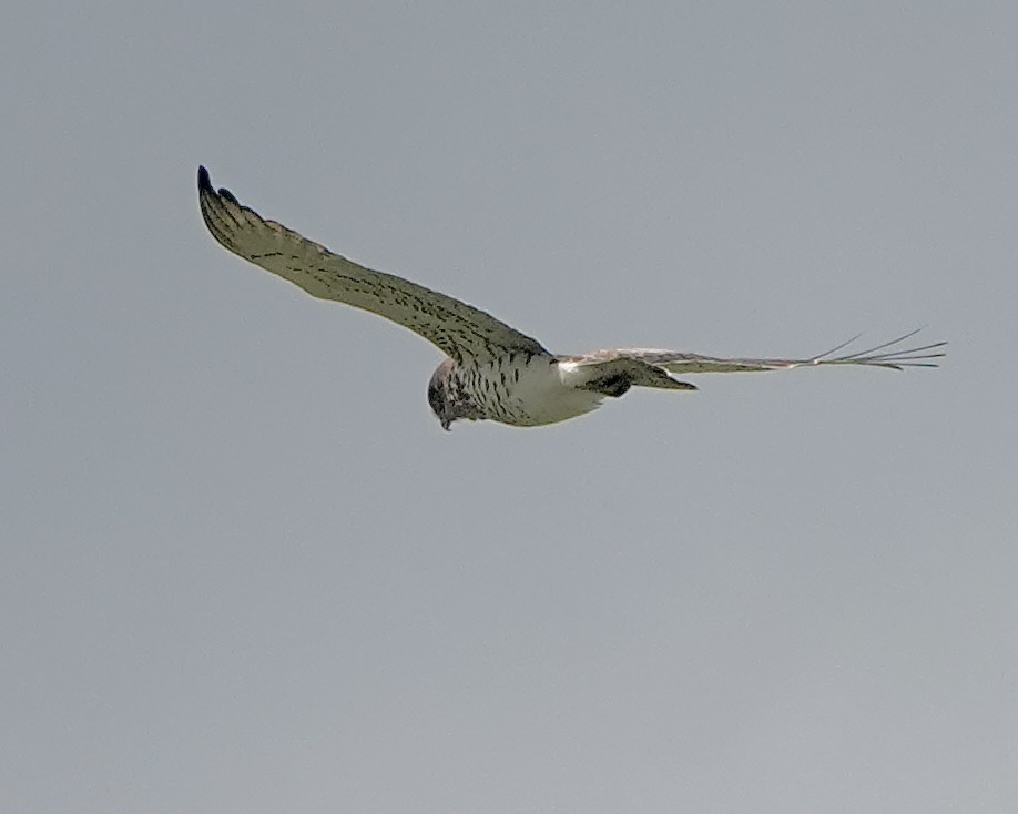 short-toed eagle